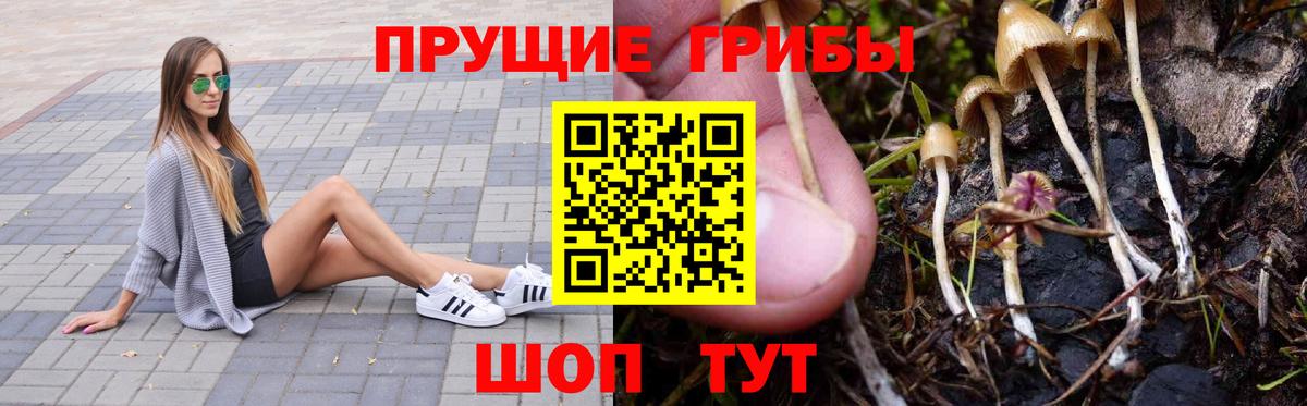 Псилоцибиновые грибы Cubensis Бузулук